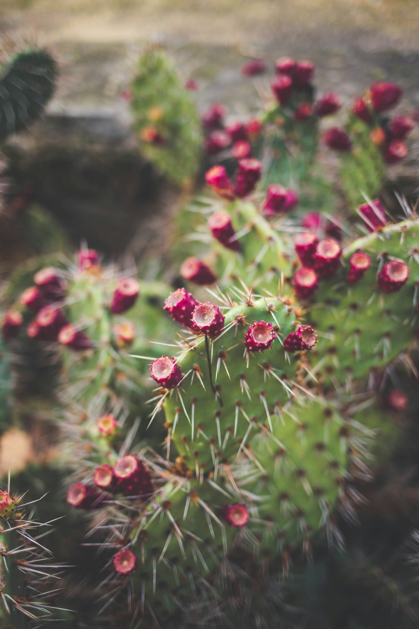 Cactus Pear healthy products!